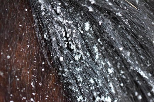 Brown fur and a black mane of a hors with snow as a close up