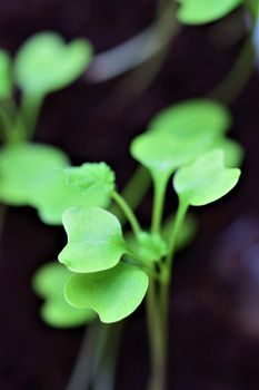 Leaves of a young kohlrabi plant as a close-up