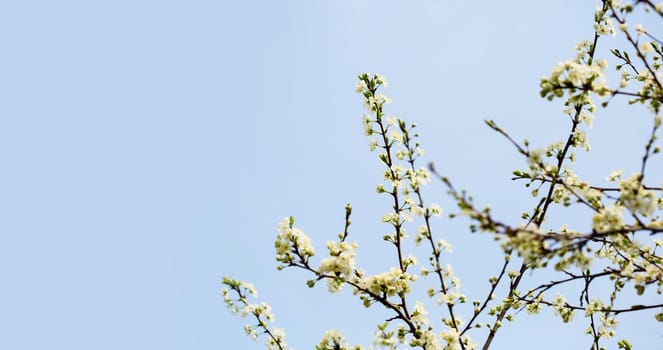 Defocused floral background with cherry blossoms against blue sky.