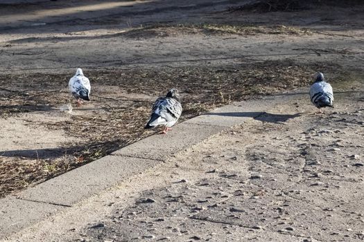 Three gray pigeons on the ground close up