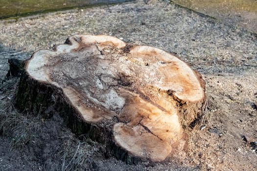 Big stump of an old tree closeup, top view