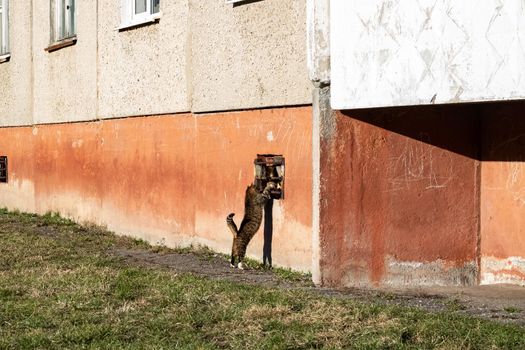 Two cats in front of a building in the city