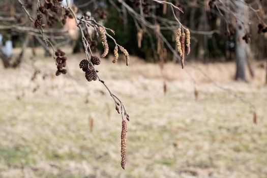 Long fluffy catkins on a tree branch in autumn
