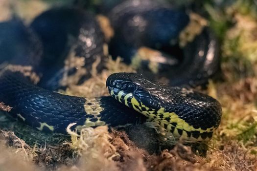 Black snake in the grass in the terrarium close up