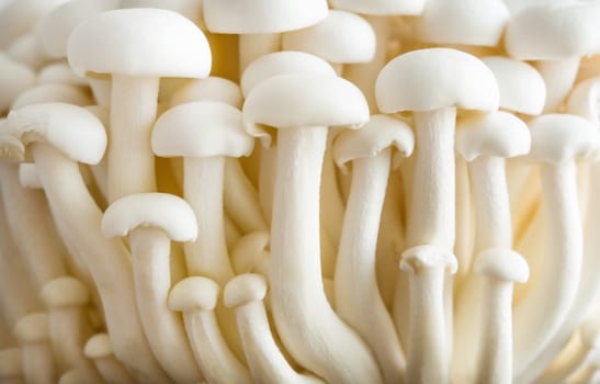 White mushrooms shimeji close up. Asian food