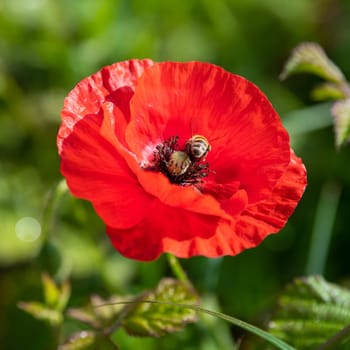 Field of wild poppies, beautiful summer rural landscape. Fresh green meadow with bright red flowers, sunny day. High quality photo