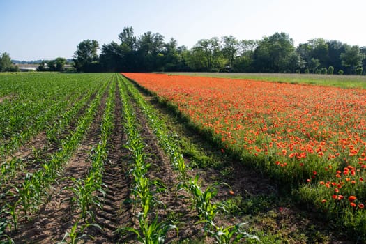 Fields of corn and poppies, beautiful summer rural landscape, Fresh green meadow with bright red flowers, sunny day. High quality 4k footage