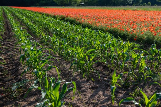 Fields of corn and poppies, beautiful summer rural landscape, Fresh green meadow with bright red flowers, sunny day. High quality 4k footage