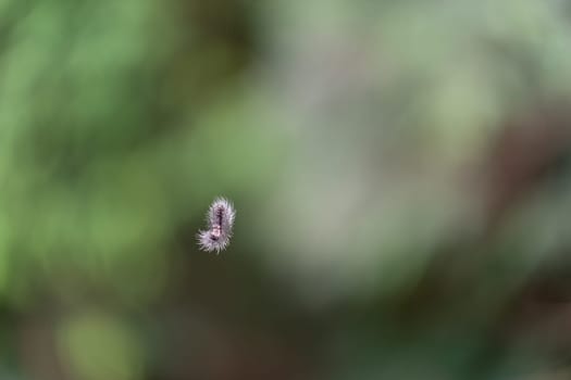 A disgustingly scary caterpillar with long hair hanging on a thin thread with blurred background