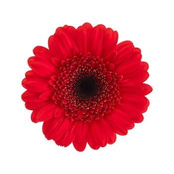 Red gerbera flower isolated on a white background. Stock photo.