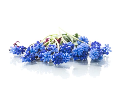 cute spring little colored flowers isolated on white background