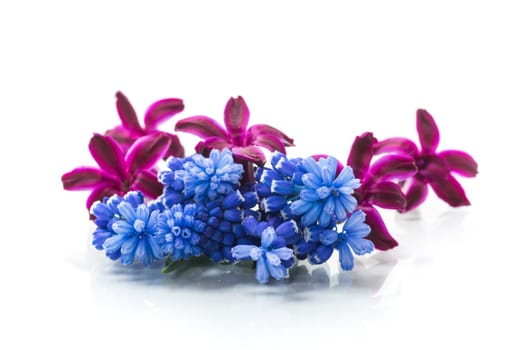 cute spring little colored flowers isolated on white background