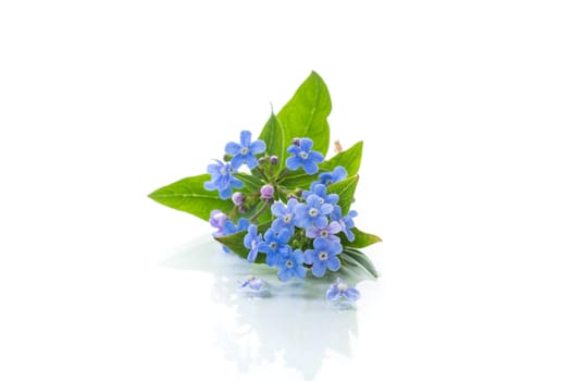 small blue forget-me-not flowers isolated on white background