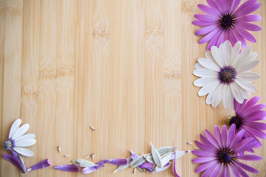 Beautiful white and purple Osteospermum flowers on a wooden background