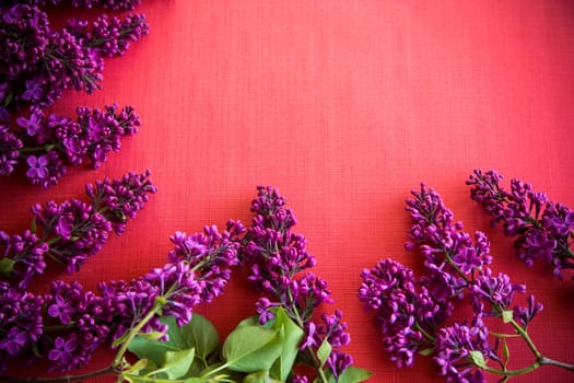 red background with branches of blooming beautiful lilac, empty space for text.