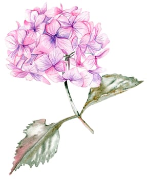 Pink hydrangea flower. For cards, backgrounds. Watercolor illustration for scrapbooking. Perfect for wedding invitation.