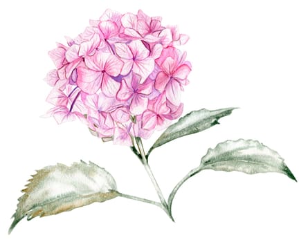Pink hydrangea flower. For cards, backgrounds. Watercolor illustration for scrapbooking. Perfect for wedding invitation.