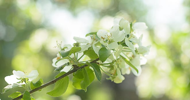 Blooming apple flower in the spring garden,close up.