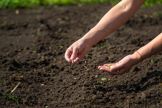 A woman farmer plants seeds in the garden. Selective focus. Nature.