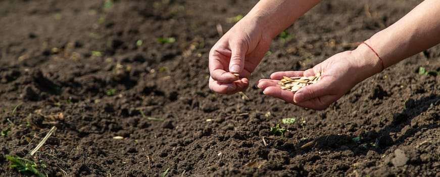 A woman farmer plants seeds in the garden. Selective focus. Nature.