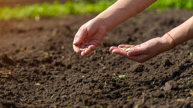 A woman farmer plants seeds in the garden. Selective focus. Nature.