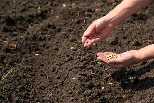 A woman farmer plants seeds in the garden. Selective focus. Nature.