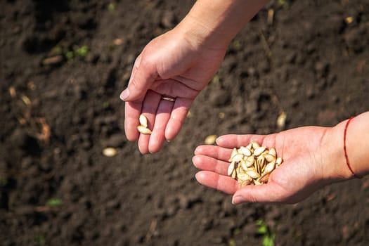 A woman farmer plants seeds in the garden. Selective focus. Nature.