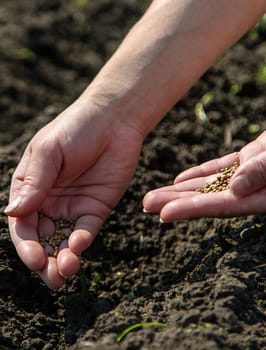 A woman farmer plants seeds in the garden. Selective focus. Nature.