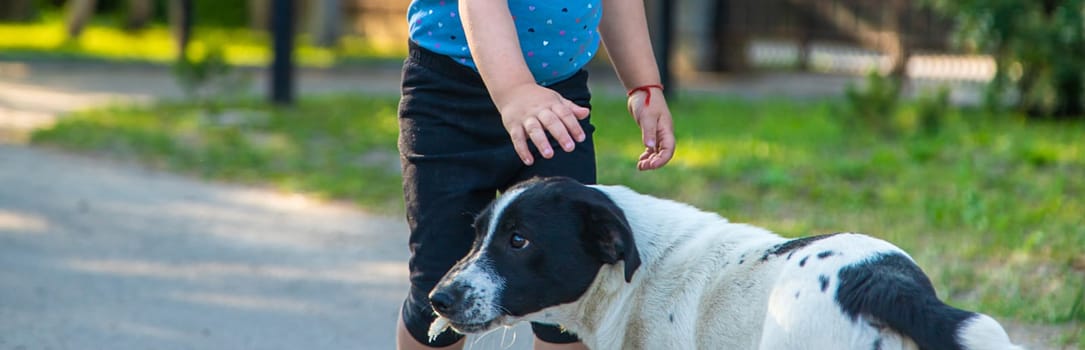 A child plays with a small dog in the park. Selective focus. Nature.