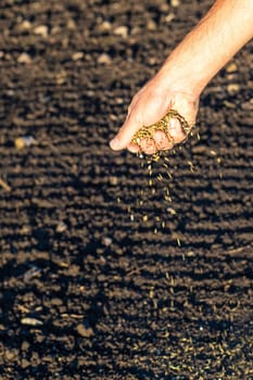 The farmer sows lawn grass. Selective focus. Nature.