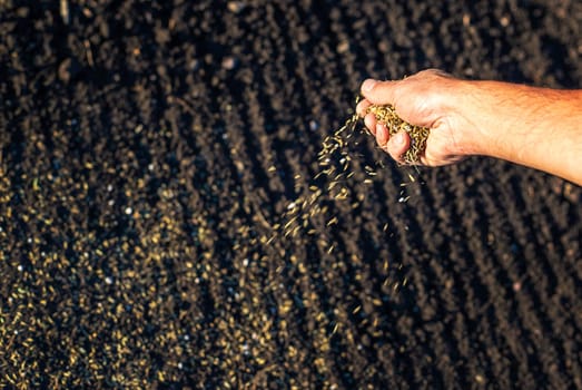 The farmer sows lawn grass. Selective focus. Nature.