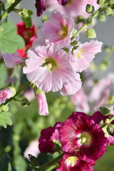 Beautiful burgundy and pink varietal stockrose