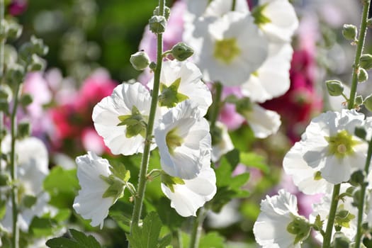 Beautiful white varietal stockrose in the garden