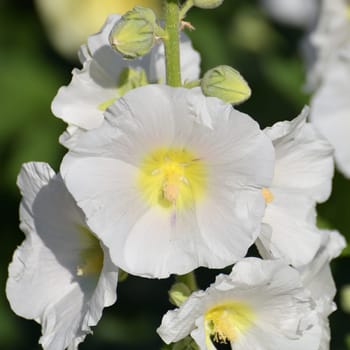 Beautiful white varietal stockrose in the garden