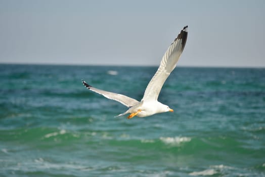 Fly Away. Seagulls flying over the water.