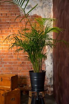Decorative Areca palm near white brick wall
