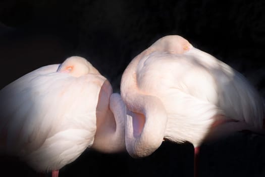 Horizontal photo of two light pink flamingos, Phoenicopterus roseus, are sleeping with their necks bent back and their heads tucked under their plumage. One of them has an open eye, while the other flamingo keeps its eyes closed. They are situated against a dark background