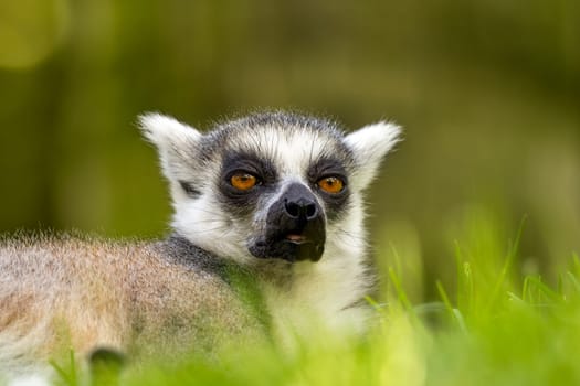 Horizontal photo of ring-tailed lemur with yellow eyes, endangered, lying on the grass