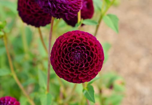 Bulb of dahlia red burgundy flowers Closeup