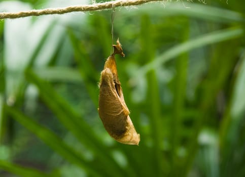 butterfly pupa hanging on a thread at the park
