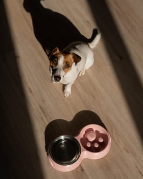 A double bowl for slow feeding and a bowl of water for the dog. Top view of a jack russell terrier dog near a pink plate with dry food on a wooden floor