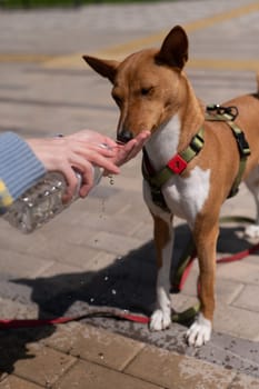 The owner waters the African dog Basenji from a bottle in the heat