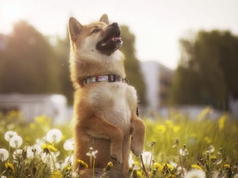 Close-up Portrait of beautiful and happy red shiba inu puppy sitting in the green grass, small dog. Dogecoin. Red-haired Japanese dog with smile. Dandelions, daisies in the background. Sunny summer day. Cryptocurrency concept. High quality photo. Copy space