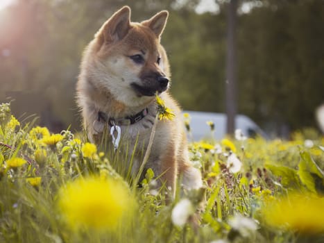 Close-up Portrait of beautiful and happy red shiba inu puppy sitting in the green grass, small dog. Dogecoin. Red-haired Japanese dog with smile. Dandelions, daisies in the background. Sunny summer day. Cryptocurrency concept. High quality photo. Copy space