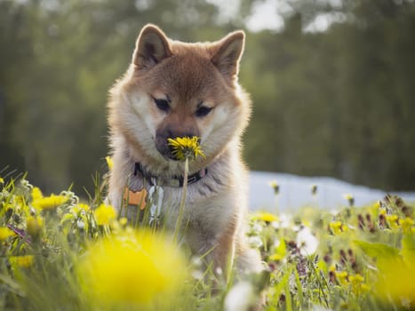 Close-up Portrait of beautiful and happy red shiba inu puppy sitting in the green grass, small dog. Dogecoin. Red-haired Japanese dog with smile. Dandelions, daisies in the background. Sunny summer day. Cryptocurrency concept. High quality photo. Copy space