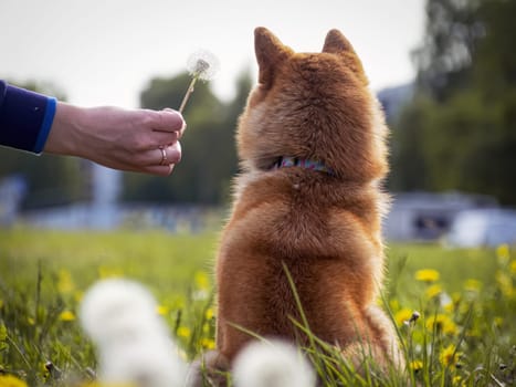 Close-up Portrait of beautiful and happy red shiba inu puppy sitting in the green grass, small dog. Dogecoin. Red-haired Japanese dog with smile. Dandelions, daisies in the background. Sunny summer day. Cryptocurrency concept. High quality photo. Copy space