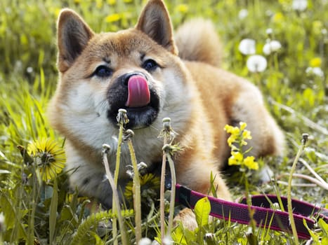 Close-up Portrait of beautiful and happy red shiba inu puppy sitting in the green grass, small dog. Dogecoin. Red-haired Japanese dog with smile. Dandelions, daisies in the background. Sunny summer day. Cryptocurrency concept. High quality photo. Copy space