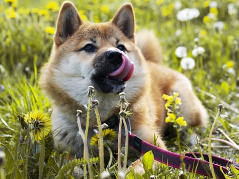 Close-up Portrait of beautiful and happy red shiba inu puppy sitting in the green grass, small dog. Dogecoin. Red-haired Japanese dog with smile. Dandelions, daisies in the background. Sunny summer day. Cryptocurrency concept. High quality photo. Copy space