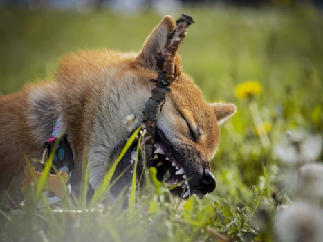 Close-up Portrait, beautiful and happy red shiba inu puppy in green grass, small dog. Red-haired Japanese dog with smile. Dandelions, daisies in the background. Sunny summer day. Fangs, gnawing a stick. High quality photo. Copy space