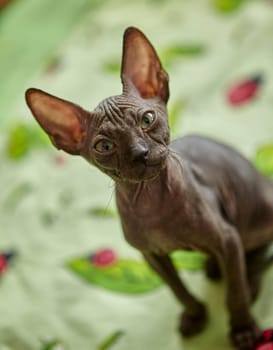 Charming gray Sphynx kitten roams on the table of the art workshop. Baby animal.